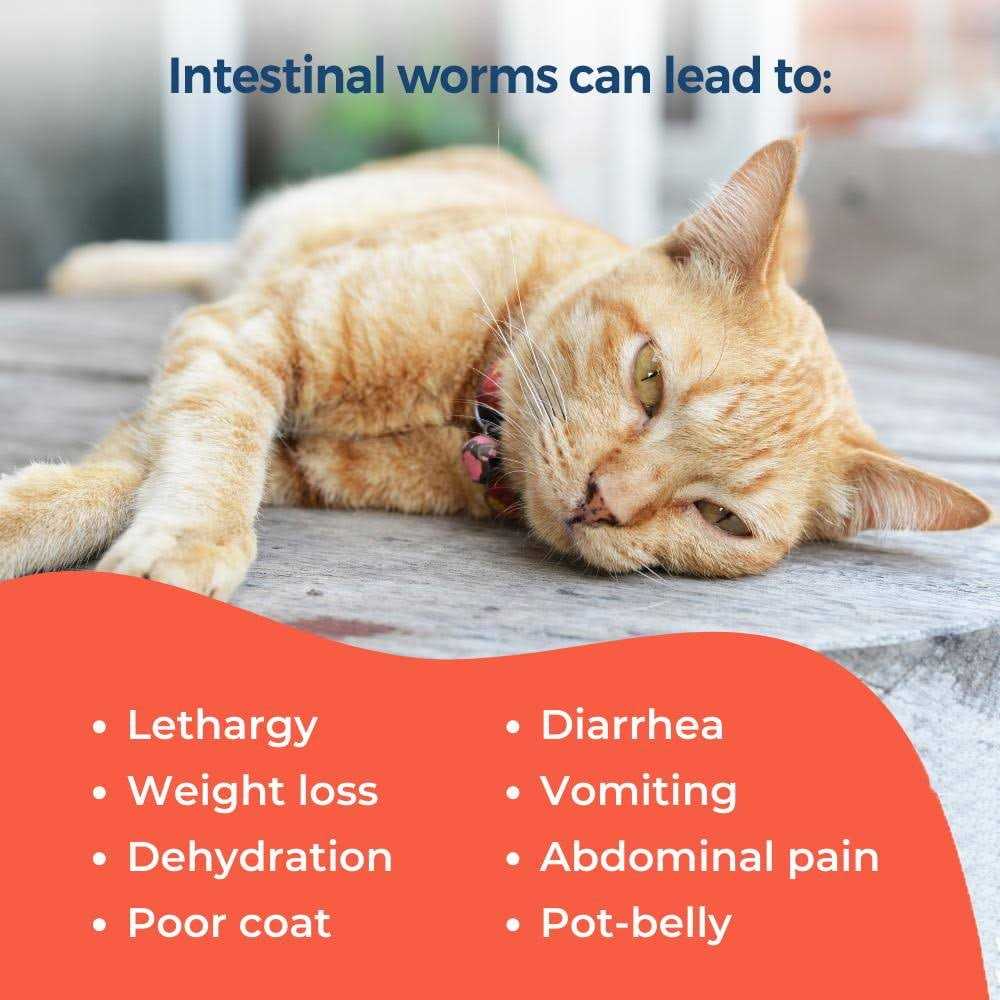 Broad Spectrum Dewormer for Cats and Kittens H2982