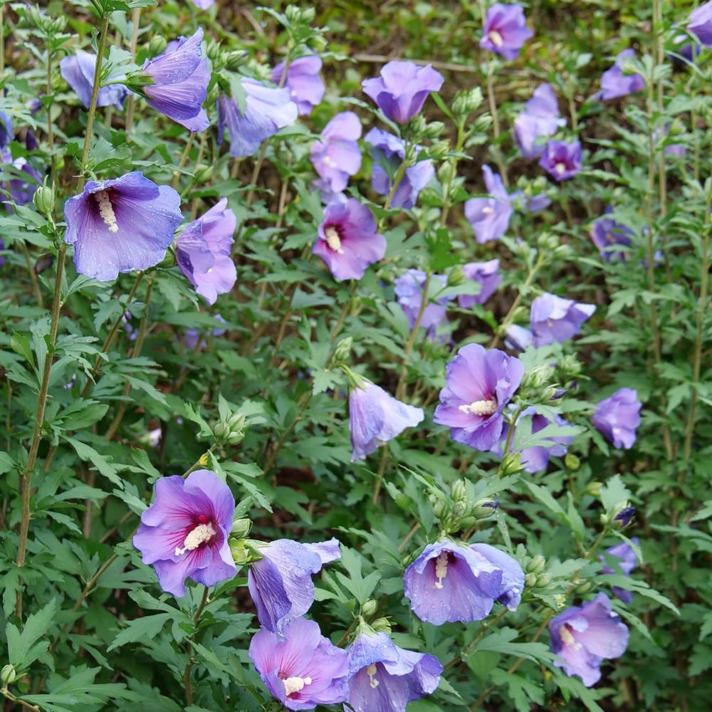 Hibiscus Paraplu Violet Shrub 2 Gallon K74459