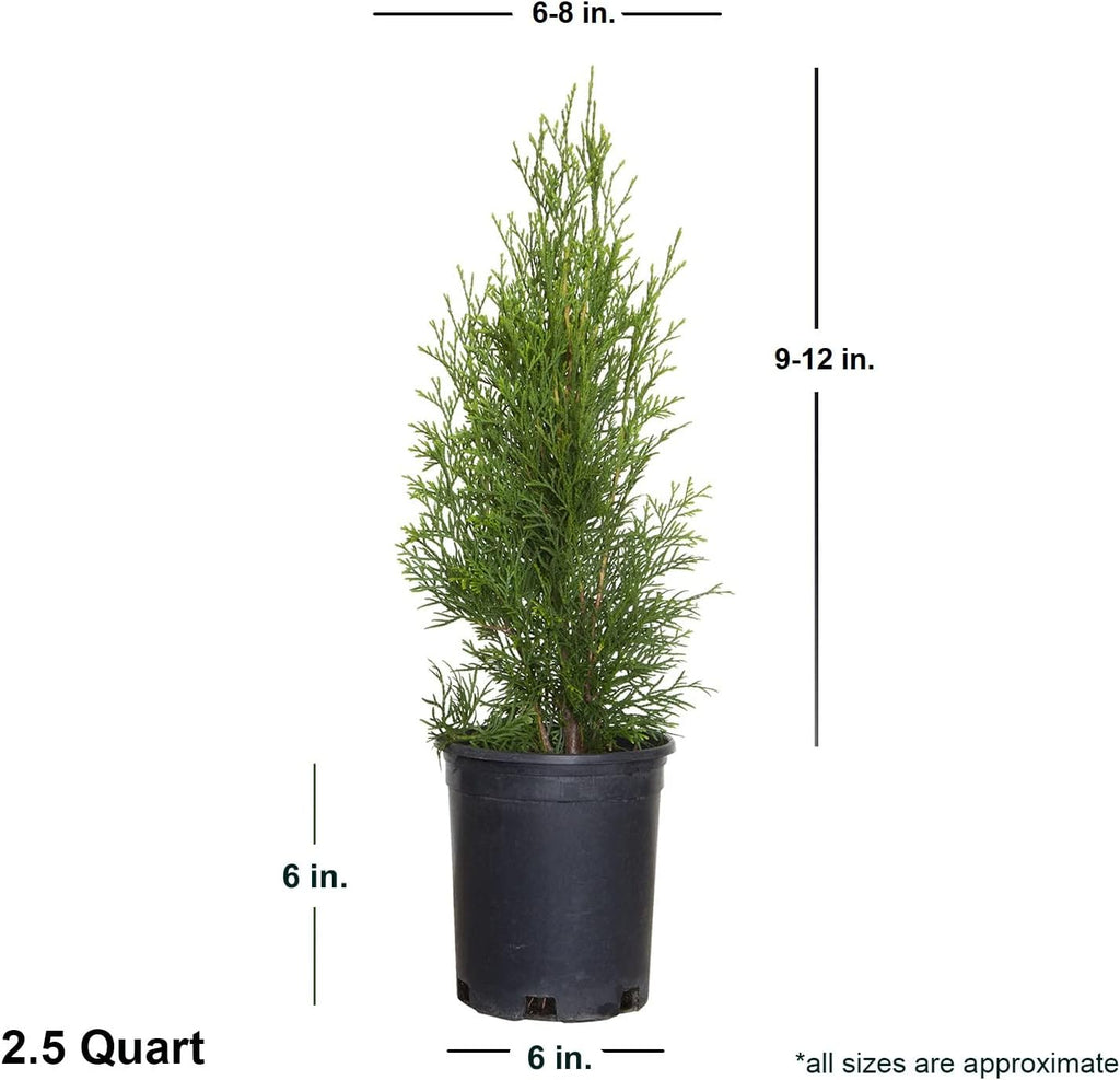 Emerald Green Arborvitae, Large Evergreen Shrub E4744