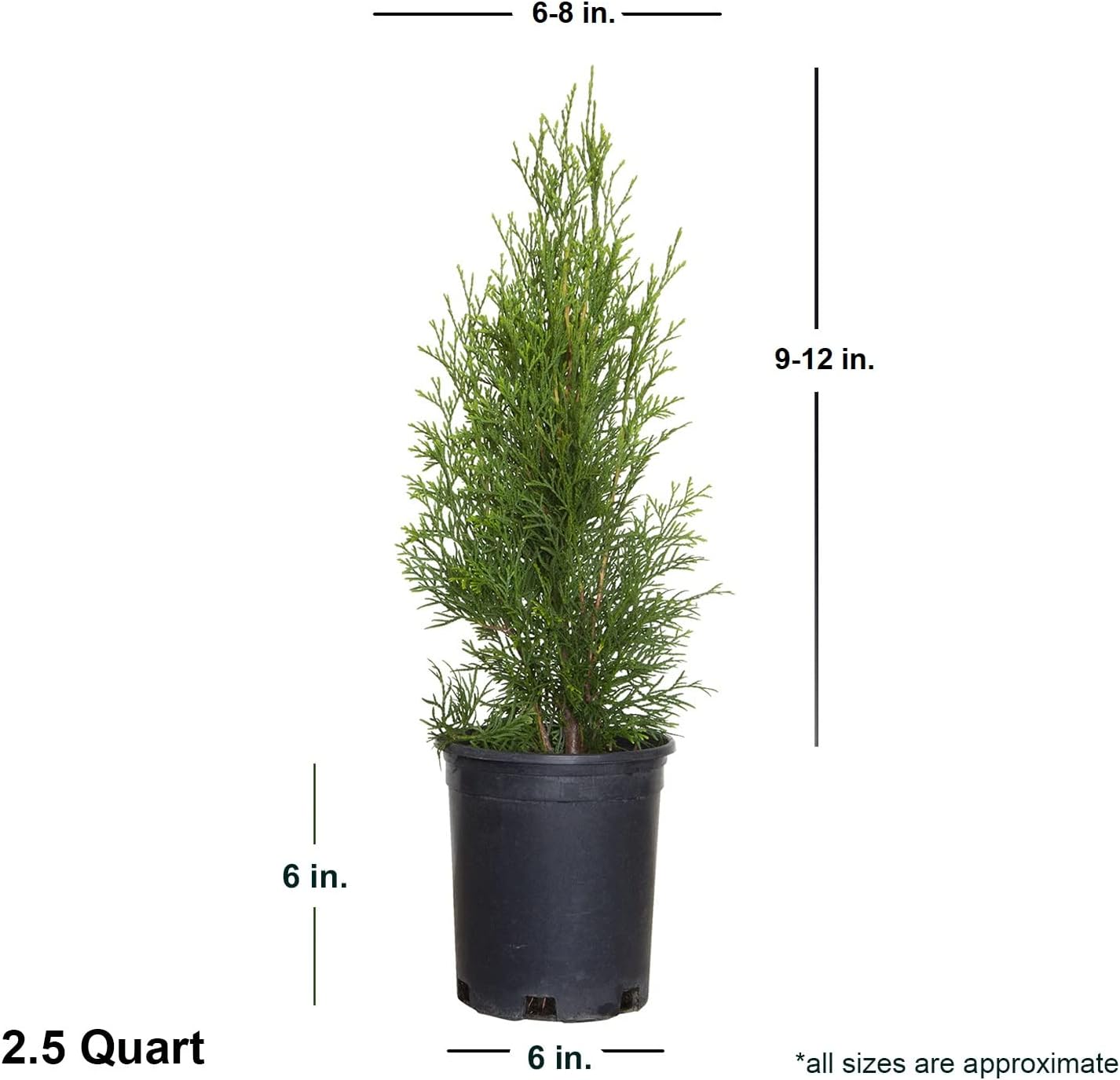 Emerald Green Arborvitae, Large Evergreen Shrub E4744