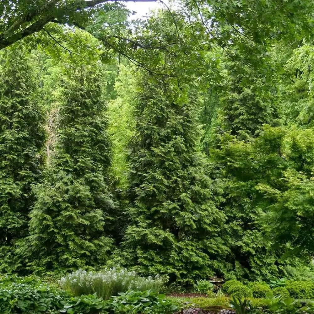 2.5 Gallon Thuja Green Giant Evergreen Privacy Tree C33760