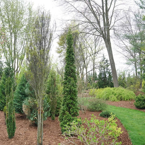 1 Gallon, Sting™ Arborvitae (Thuja), Live Plant, Shrub, Green Foliage