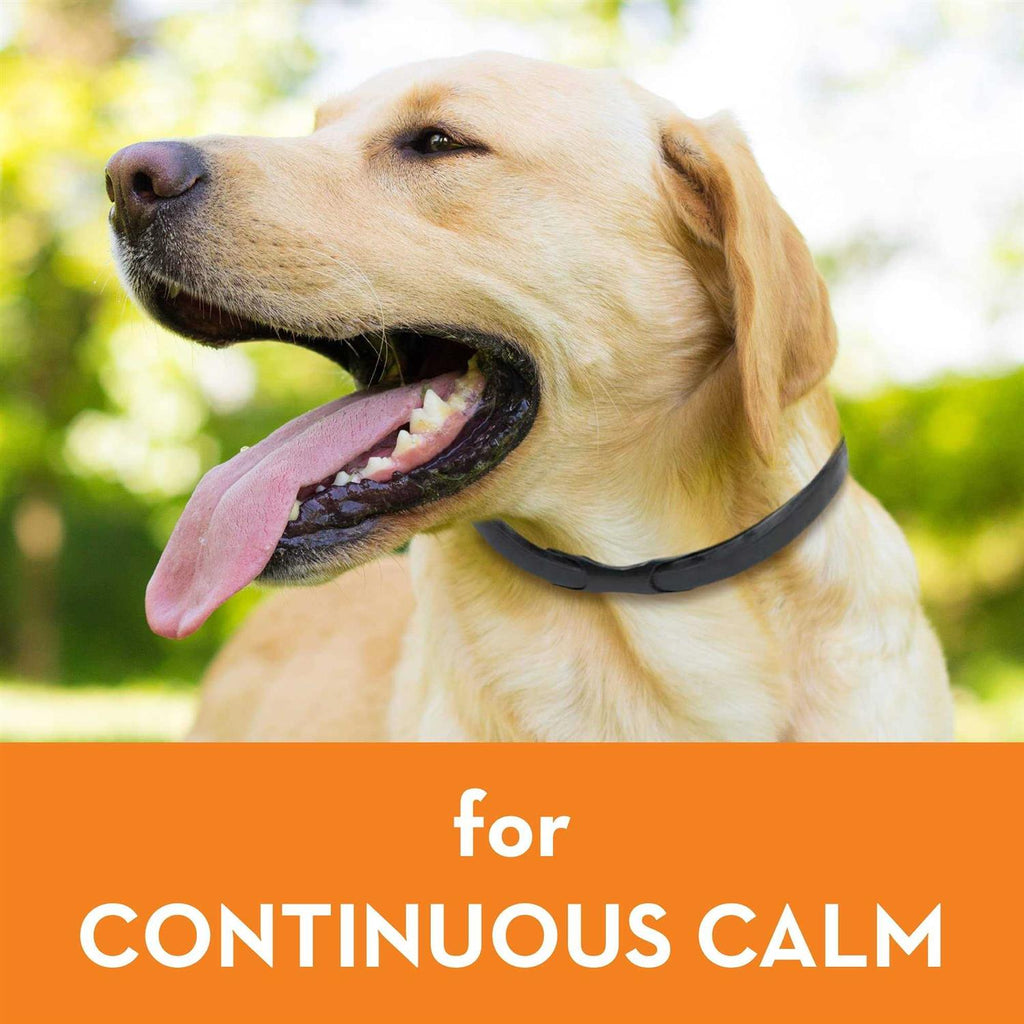 Calming Dog Collar L827754