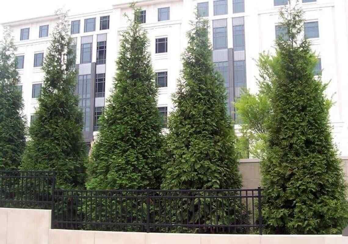 20 Thuja Green Giant Arborvitae Seedlings - 6-12" Tall - 2.5" Pots J726872