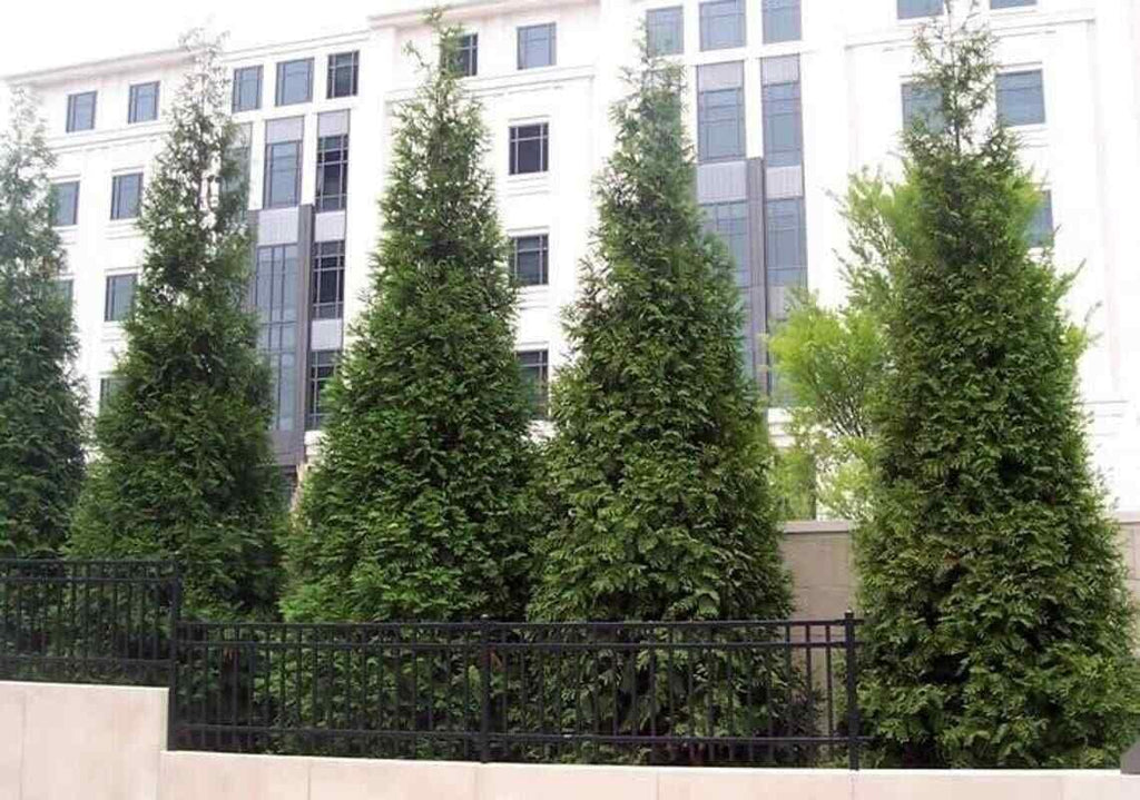 Thuja Green Giant Arborvitae Seedlings 6-12" Tall in 2.5" Pots J1821