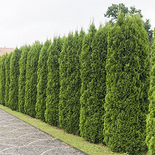 Emerald Green Arborvitae Evergreen Shrub, Live Outdoor Plant J12017