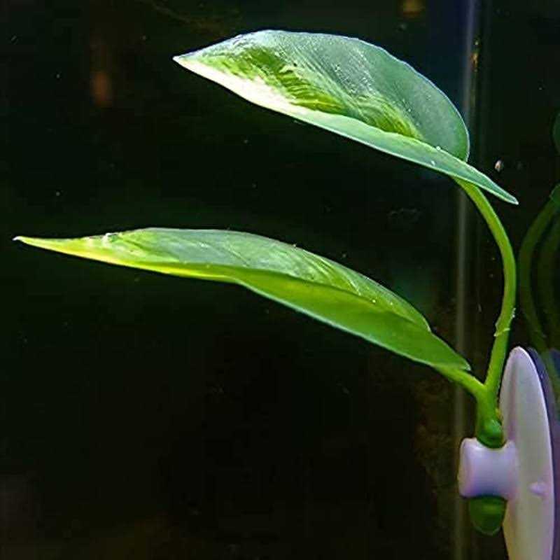 Betta Fish Leaf Pad with Suction Cup for Resting and Breeding O404