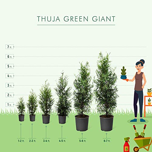 Thuja Green Giant, 1-2 ft. E1373