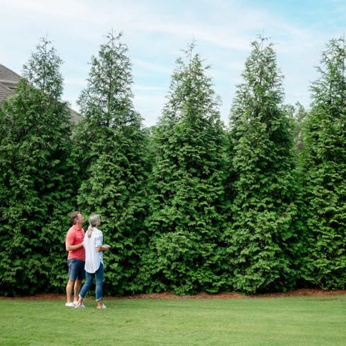 Brighter Blooms - Thuja Green Giant, 1-2 ft. - No Shipping to AZ and OR