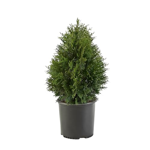 2.25 Gal Green Giant Arborvitae Shrub