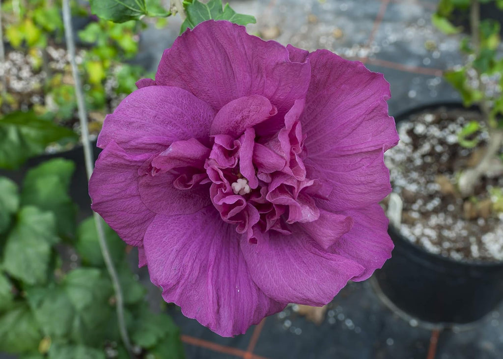 Quart Magenta Chiffon Rose of Sharon Live Plant, Purple Flowers A990994