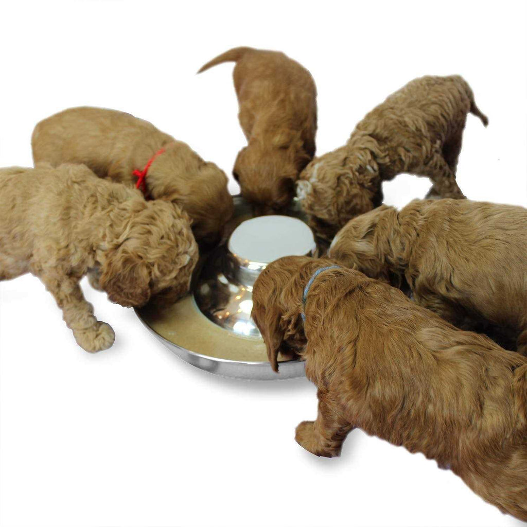 Podinor Stainless Steel Puppy Dog Bowls Pets Puppies Feeding Food and Water Weaning Bowls Dishes Feeder - Pet Supplies online store
