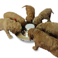 Podinor Stainless Steel Puppy Dog Bowls Pets Puppies Feeding Food and Water Weaning Bowls Dishes Feeder - Pet Supplies online store