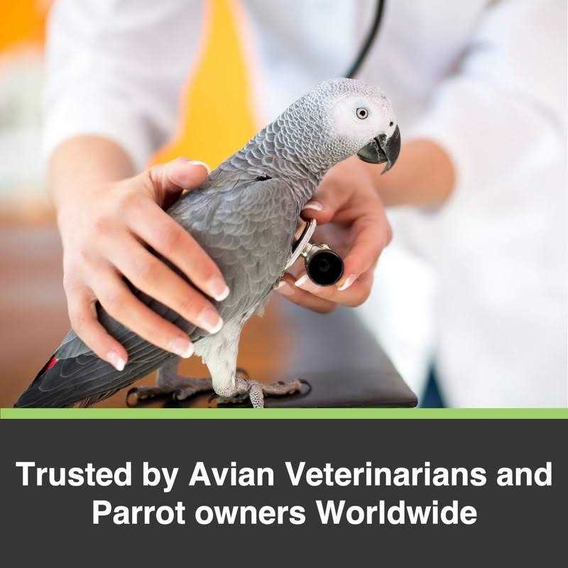 Large Parrot Bird Food Y33072