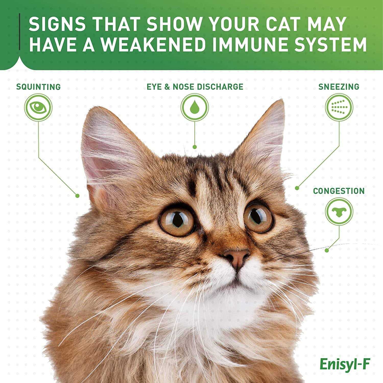 Lysine Bites for Cats & Kittens Q290232