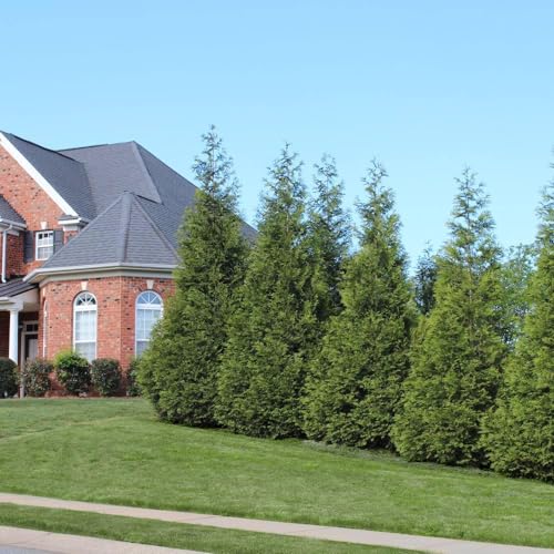 Thuja Green Giant, 1-2 ft. E1373
