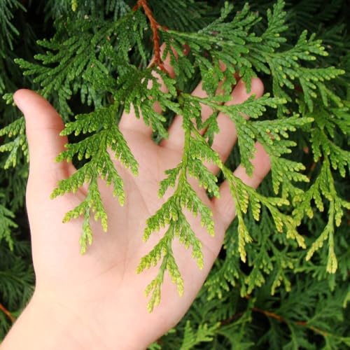 Thuja Green Giant, 1-2 ft. E1373