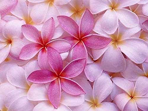 Mixed Hawaiian Plumeria Frangipani Cuttings Red White Yellow Pink 8"- 10" Discount Hawaiian Gifts (Yellow)