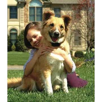 In-Ground Stubborn Dog Fence Q2952
