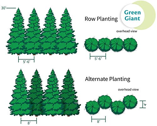 Thuja Green Giant, 1-2 ft. E1373