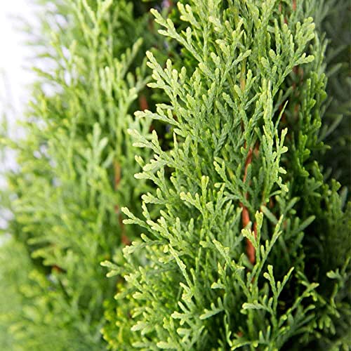 Emerald Green Arborvitae Evergreen Shrub, Live Outdoor Plant J12017