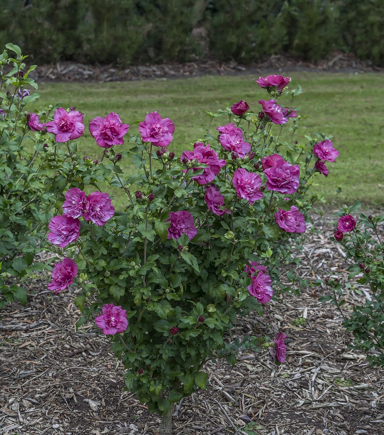 Quart Magenta Chiffon Rose of Sharon Live Plant, Purple Flowers A990994
