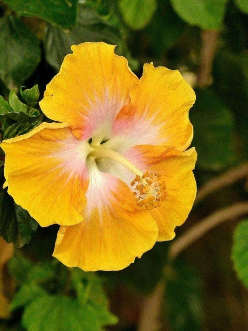 Giant Hibiscus Flower Mix Color for Gardening H295339