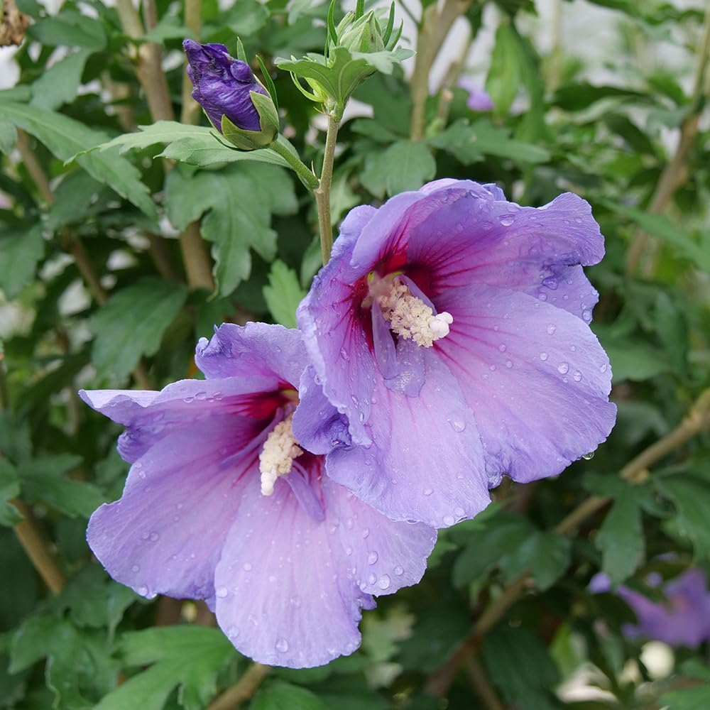 Hibiscus Paraplu Violet Shrub 2 Gallon K74459