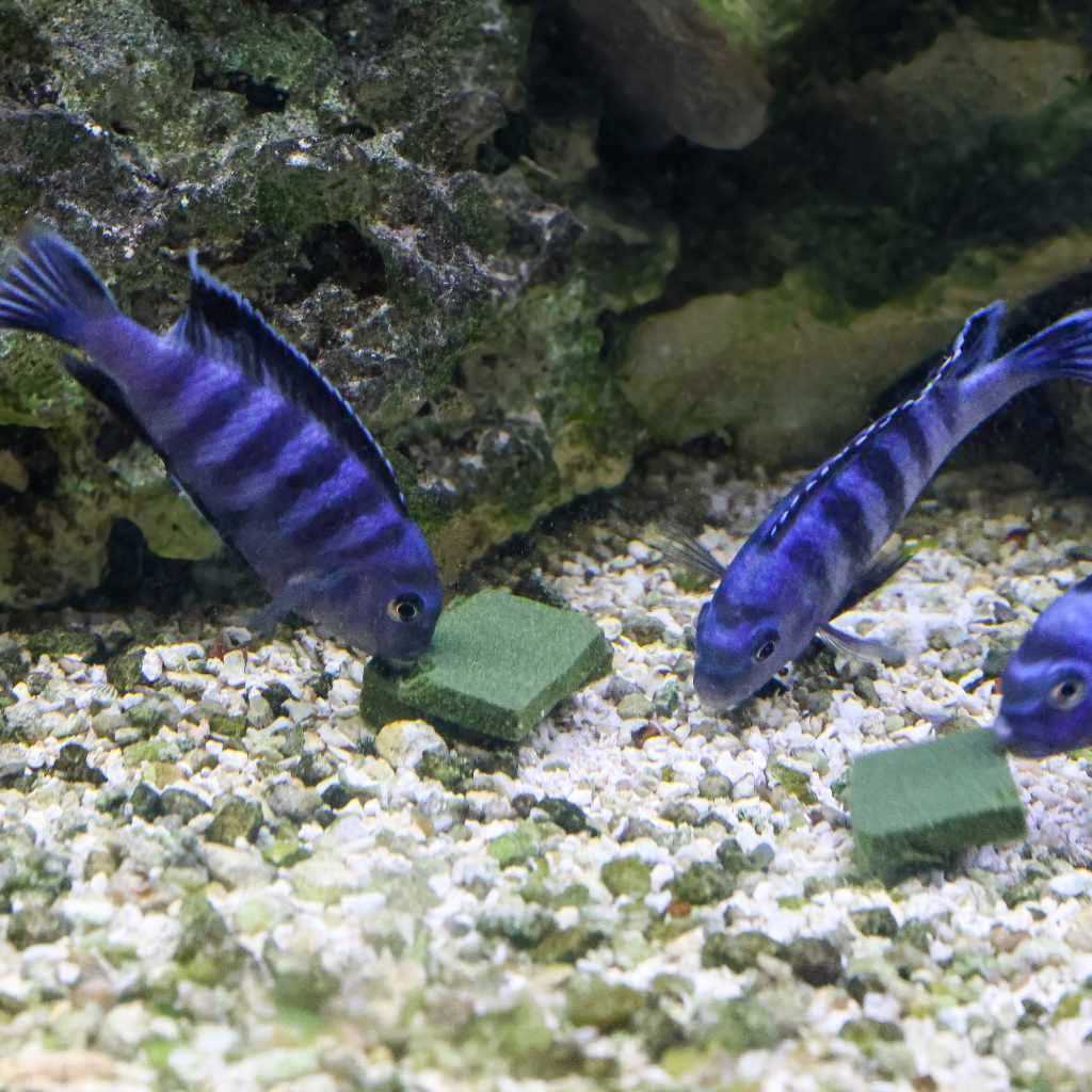 Soilent Green Pet Food Supplement J351366