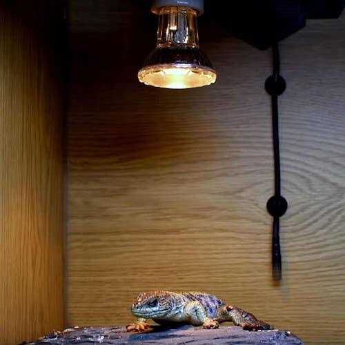 Halogen Heat Lamp for Pets J68865