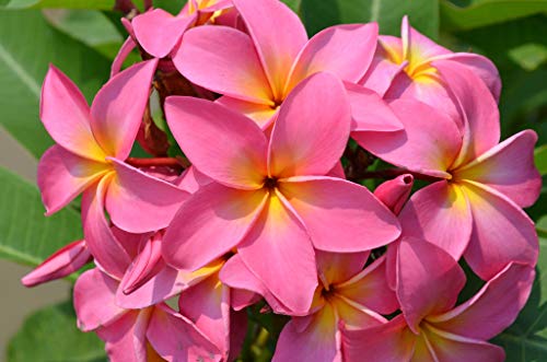 Hawaiian Plumeria Frangipani Cuttings Red White Yellow Pink 8-10 Inches X570508