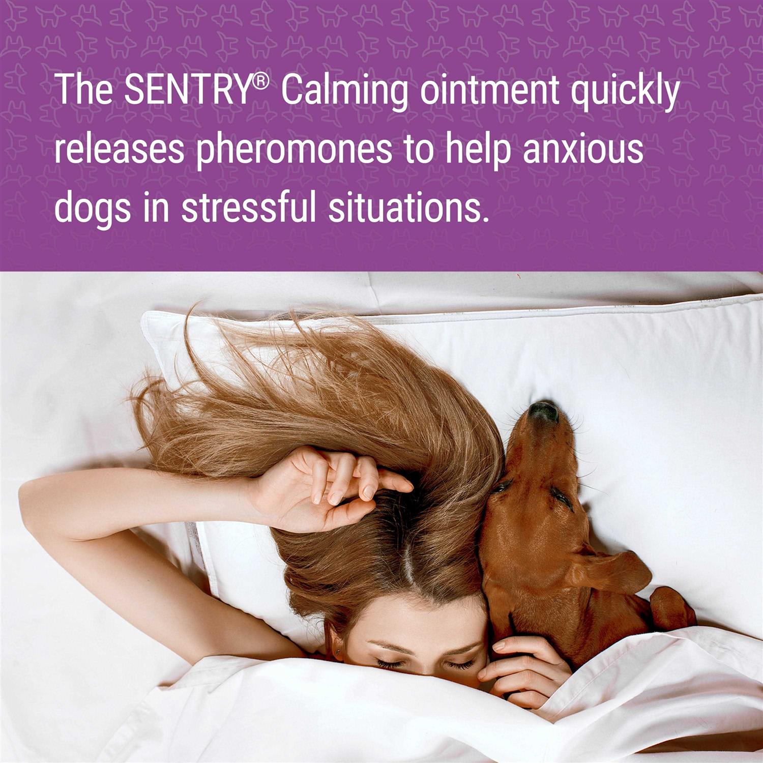 Calming Ointment for Dogs I256894