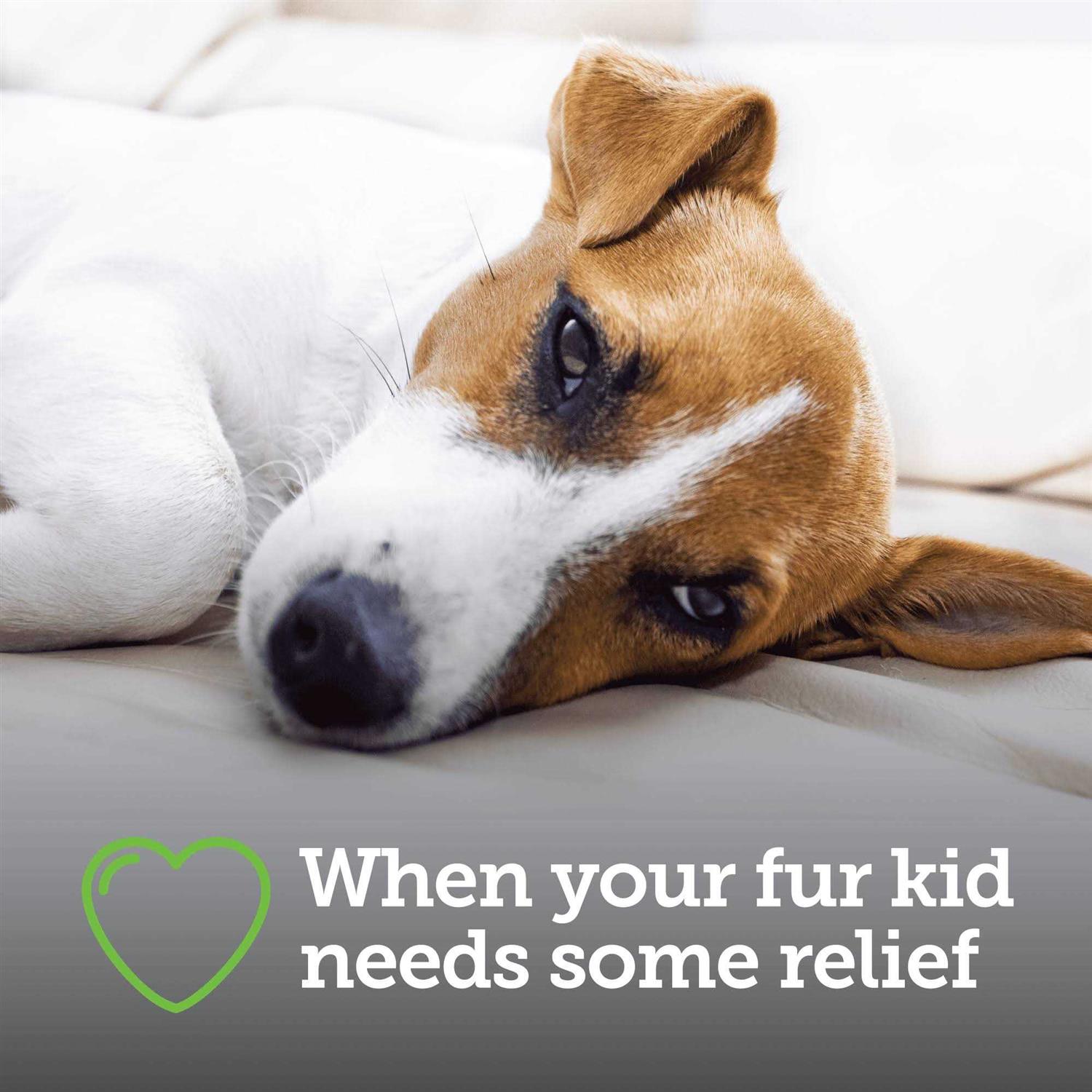 Canine Aspirin for Dogs E9735