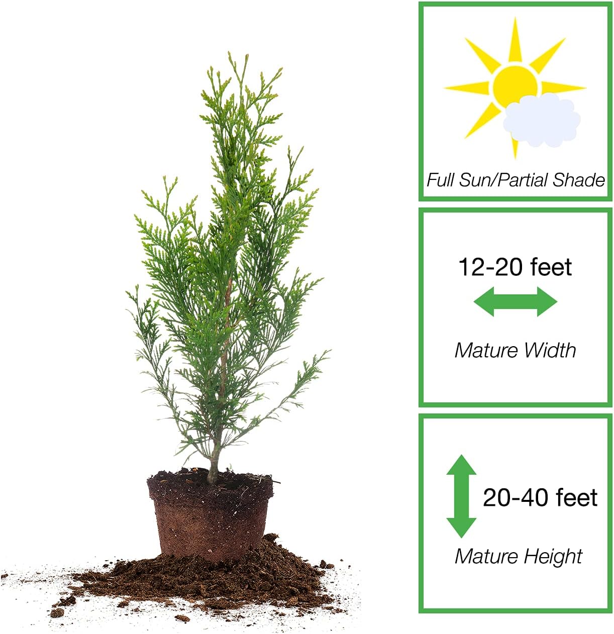 Thuja Green Giant 5-Pack Privacy Evergreen Arborvitae J664414