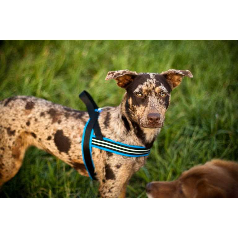 Sport Harness for Dogs G71865