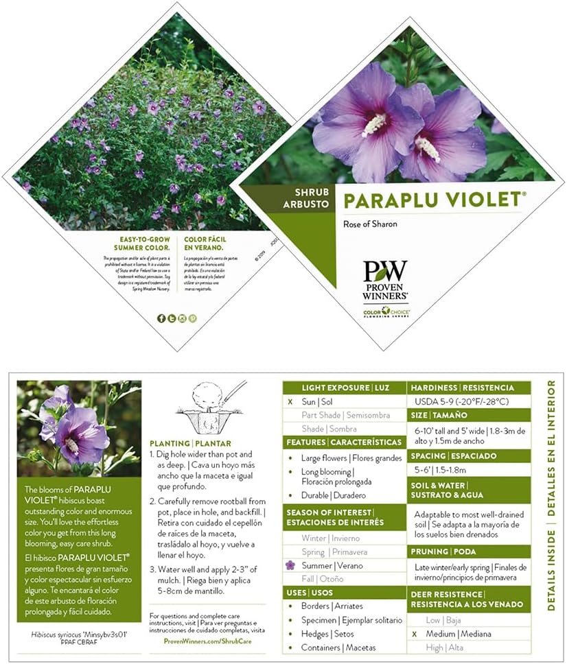 Hibiscus Paraplu Violet Shrub 2 Gallon K74459