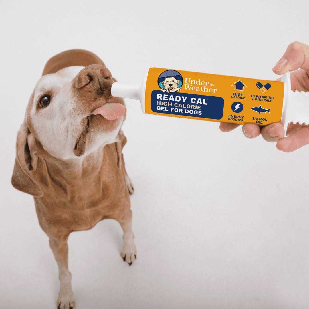 Calming Supplement for Dogs U389