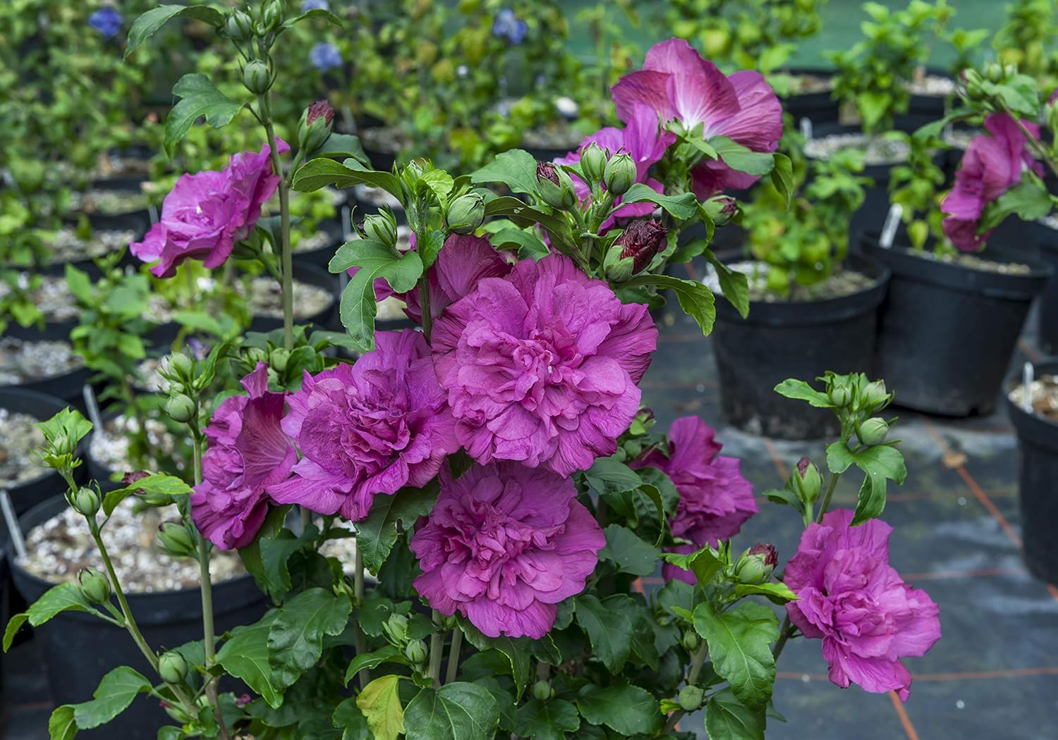Quart Magenta Chiffon Rose of Sharon Live Plant, Purple Flowers A990994