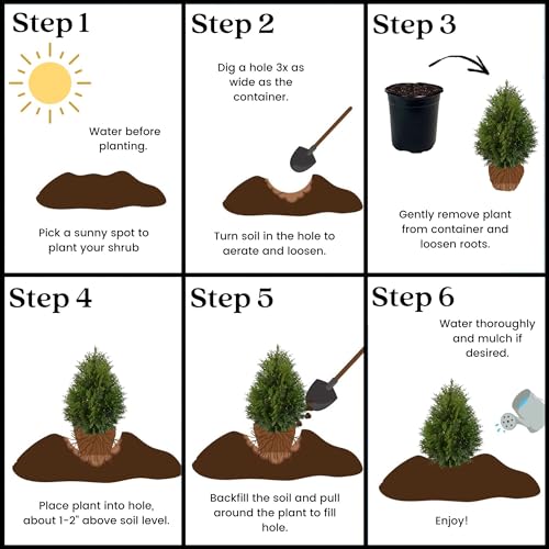 Green Giant Arborvitae Shrub 2.25 Gal W6248