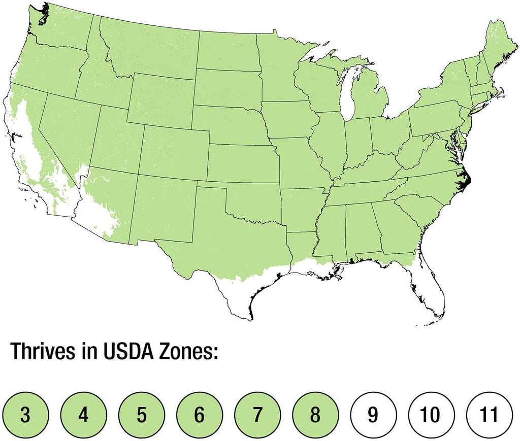 Thuja Green Giant 5-Pack Privacy Evergreen Arborvitae J664414