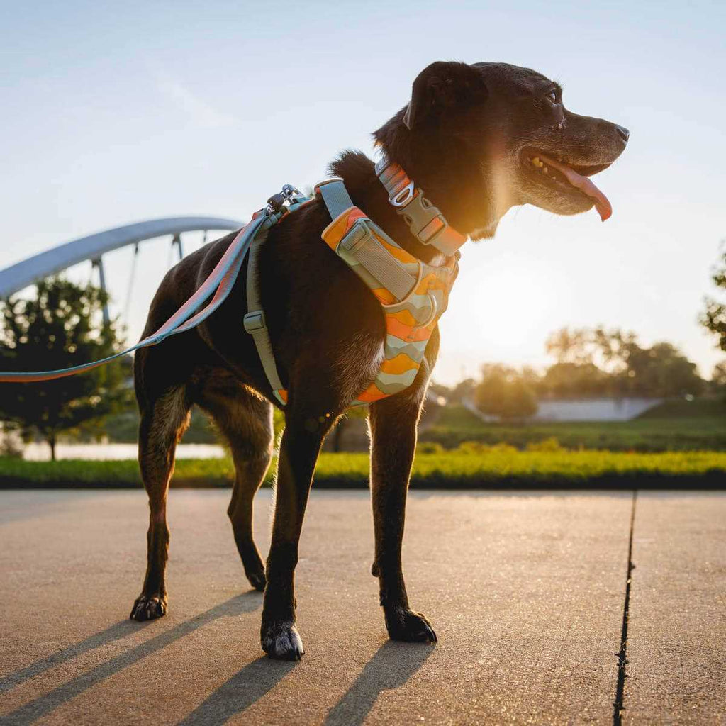 Harness for Dogs W8406