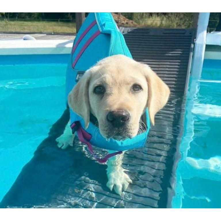 Pet Pool Bundle G974030