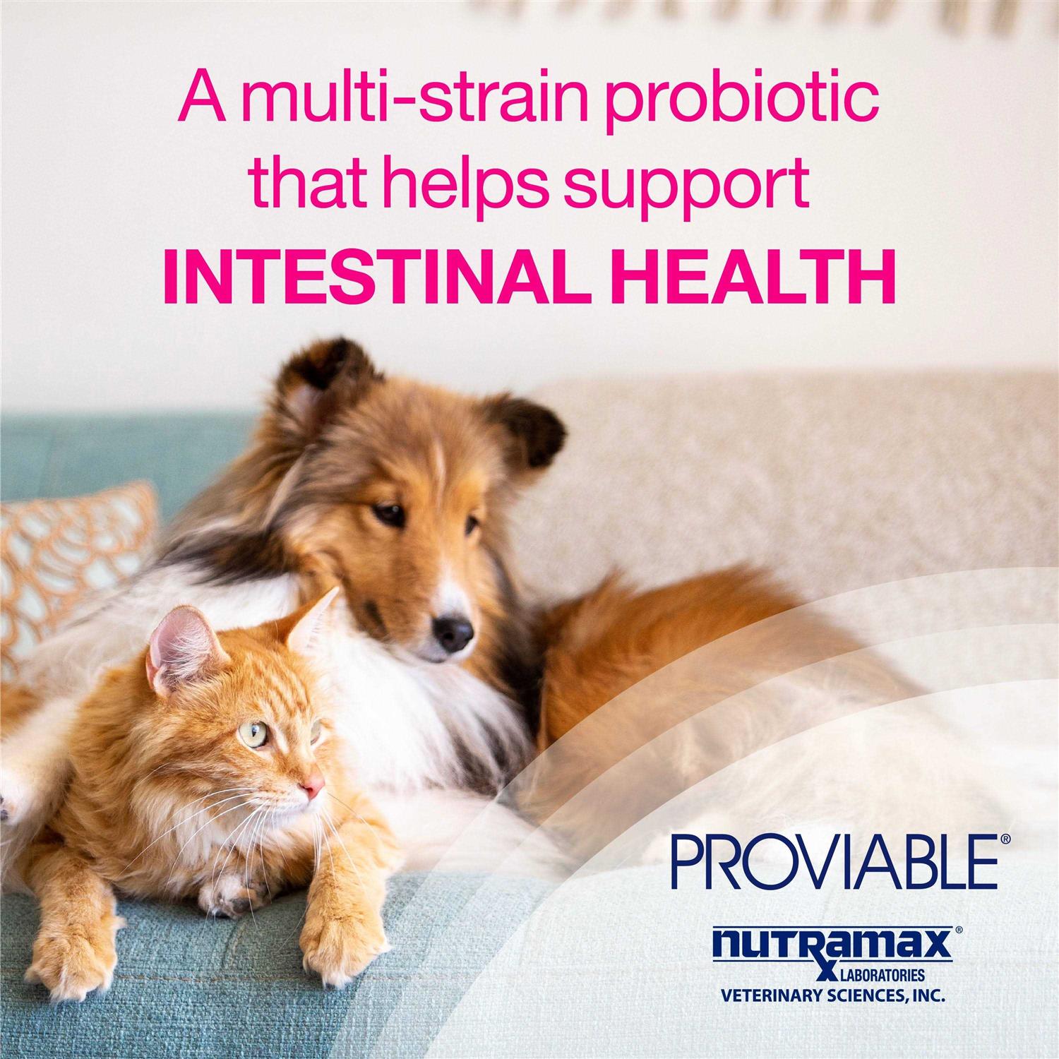 Health Supplement Kit for Dogs T201