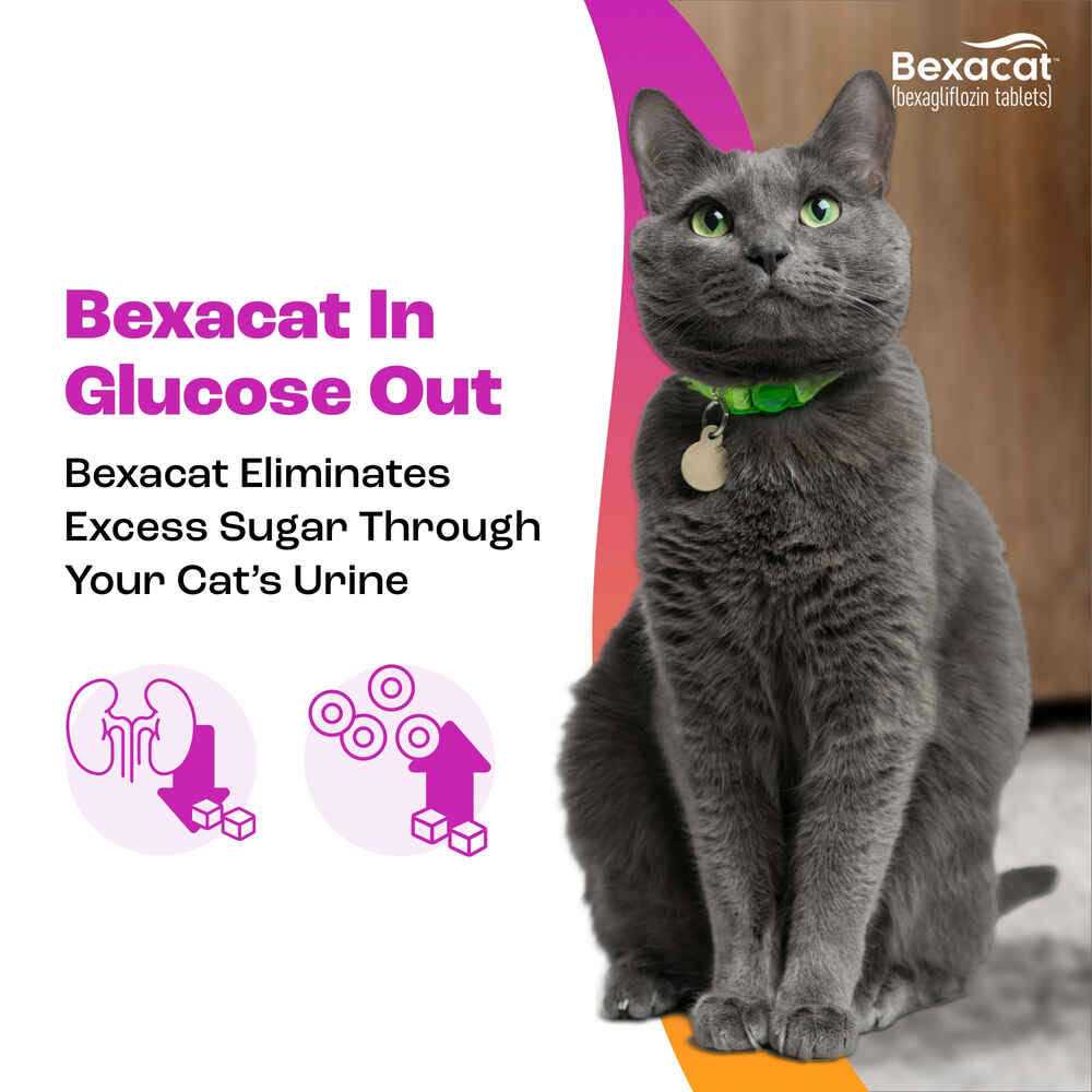 Cat Diabetes Medication 15 mg N62267