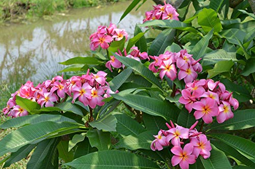Hawaiian Plumeria Frangipani Cuttings Red White Yellow Pink 8-10 Inches X570508