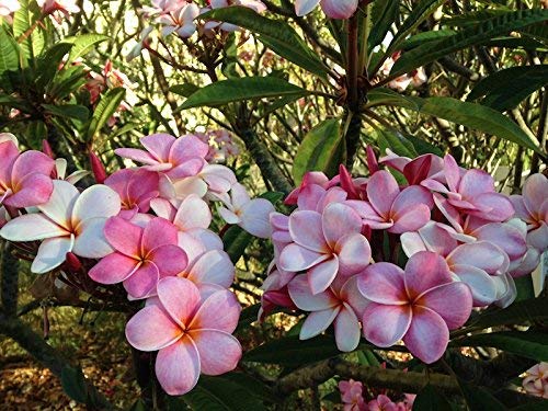 Hawaiian Plumeria Frangipani Cuttings Red White Yellow Pink 8-10 Inches X570508