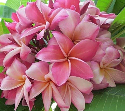 Hawaiian Plumeria Frangipani Cuttings Red White Yellow Pink 8-10 Inches X570508