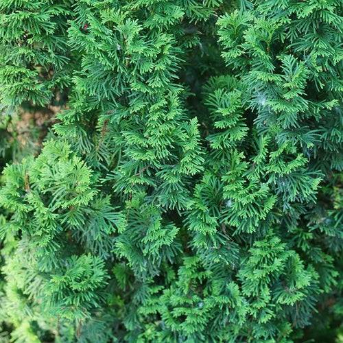 1 Gallon Arborvitae Thuja Live Plant Shrub Green Foliage K3040