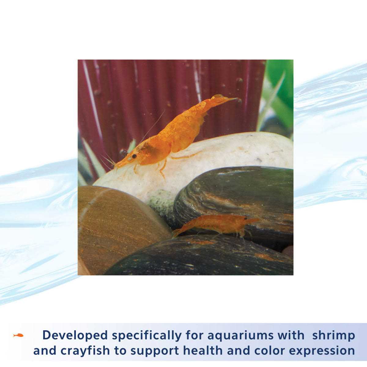 Shrimp Tank E92548