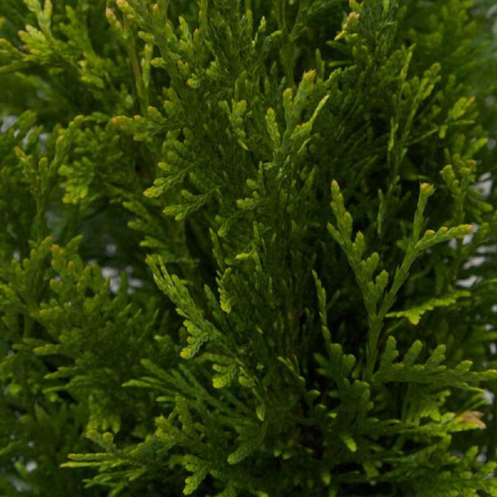 2.5 Gallon Arborvitae Evergreen Thuja Tree B79226